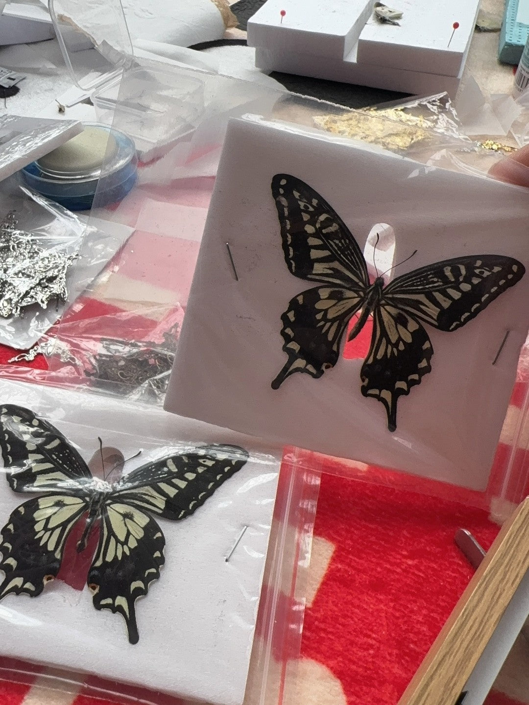 10 Pcs Spread Citrus Swallowtail Butterfly Specimens A- Grade DIY Decor Gift