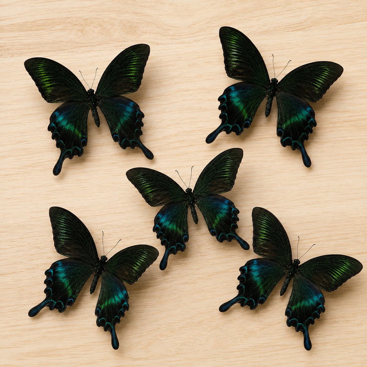 10 Real Papilio Maackii Butterfly Specimens 9cm Spread Wings DIY