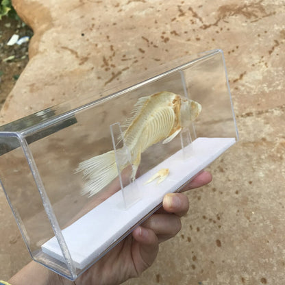 1-Piece animal specimen fish skull specimen real collection teaching model -