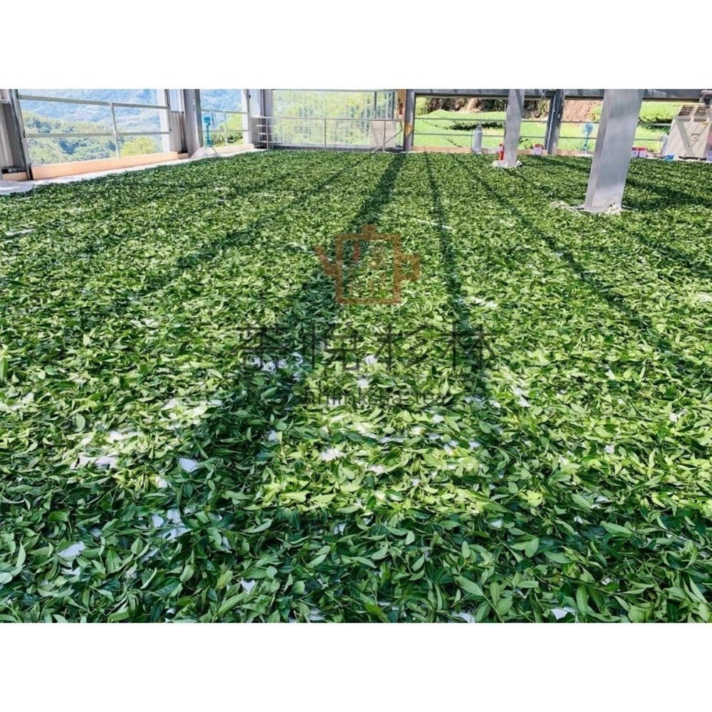 Fragrant type Oolong tea,Chin-Shin-Oolong,Shanlinxi,NO Roasting,150g*4