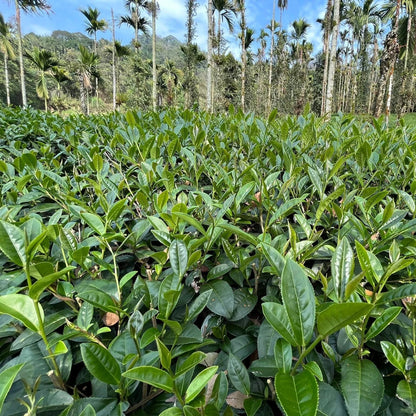 Taiwan unique tea,Chin-Shin-Oolong,Namasya oolong tea,150g*4