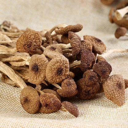 Natural Tea Tree Mushrooms agrocybe cylindracea Dried Mushrooms Kitchen Food