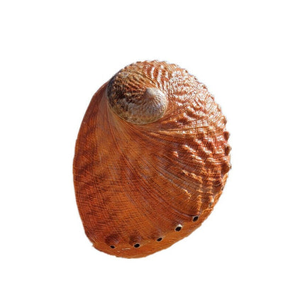 1 Piece Natural Large Conch Sea Abalone Shell Sample Art Collection Aquarium