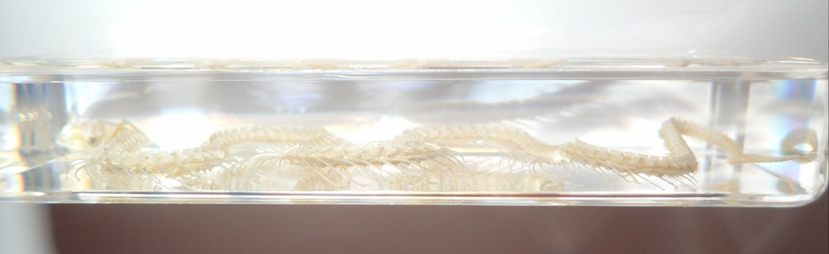 164*78*20mm Chinese Water Snake Skeleton Block Education Animal Specimen