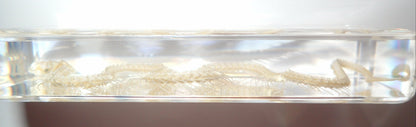 164*78*20mm Chinese Water Snake Skeleton Block Education Animal Specimen