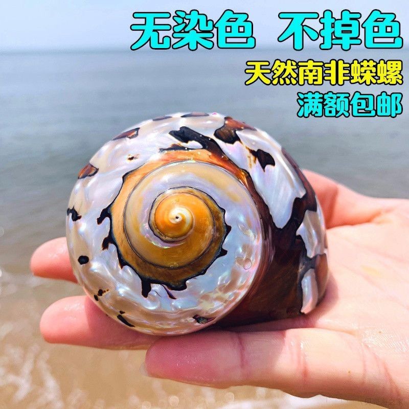 South African Turbo Shell 6‑7cm Natural Conch Aquarium Decor Craft Ornament
