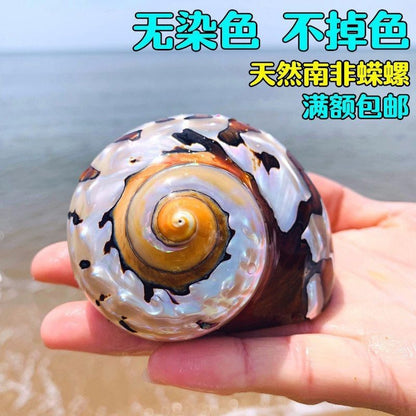 South African Turbo Shell 6‑7cm Natural Conch Aquarium Decor Craft Ornament