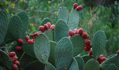 250g Pure Opuntia Ficus-indica Powder, Cactus Fruit Powder, Cactus, Barbary Fig