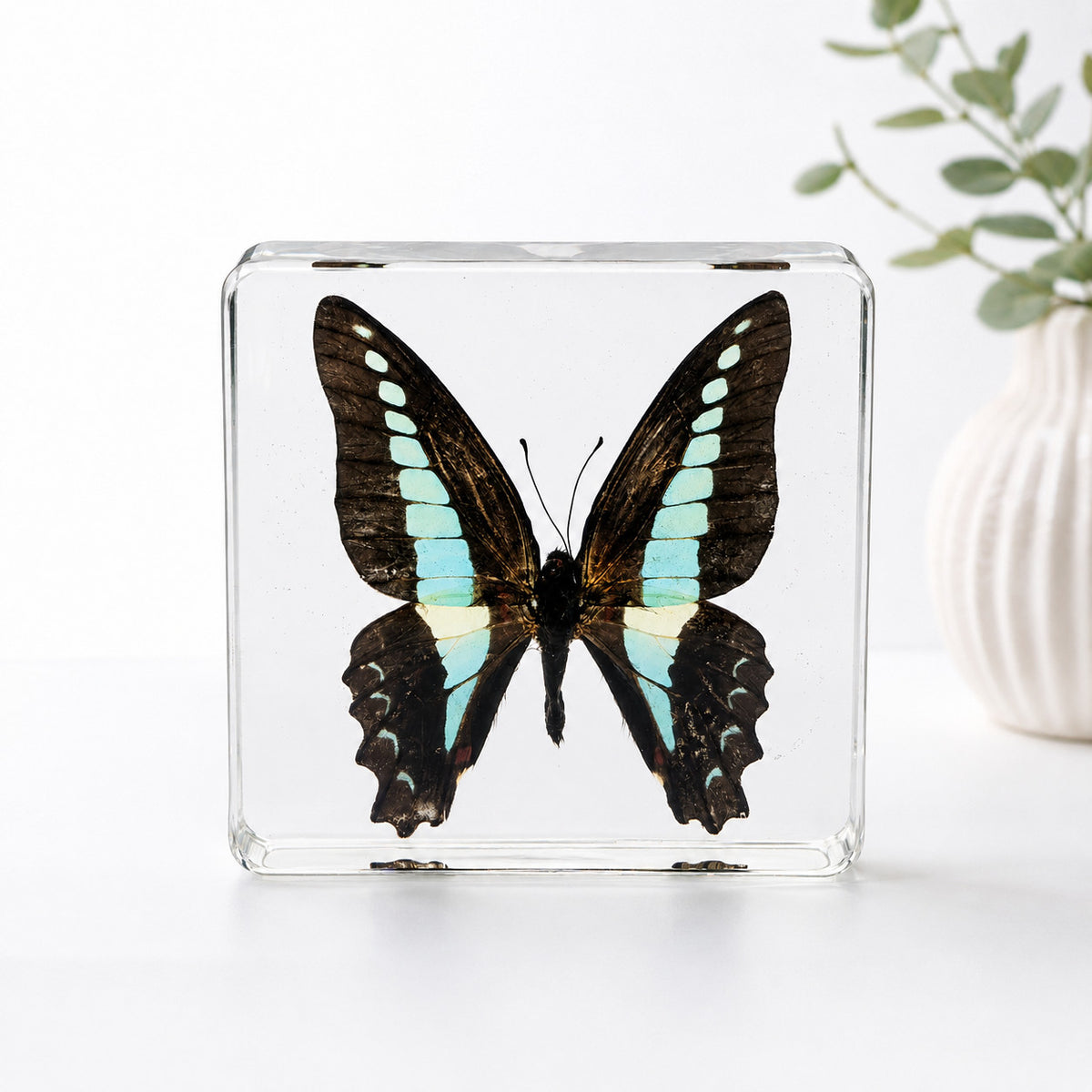 Real Common Bluebottle Butterfly Specimen Resin Block Insect STEM Education