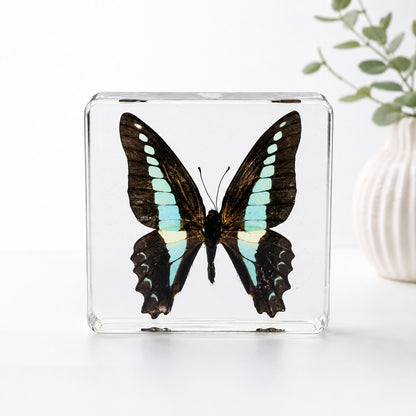 Real Common Bluebottle Butterfly Specimen Resin Block Insect STEM Education