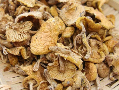 Dried Wild Lentinus Edodes Premium Yellow Champignon Very Delicious Top Quality