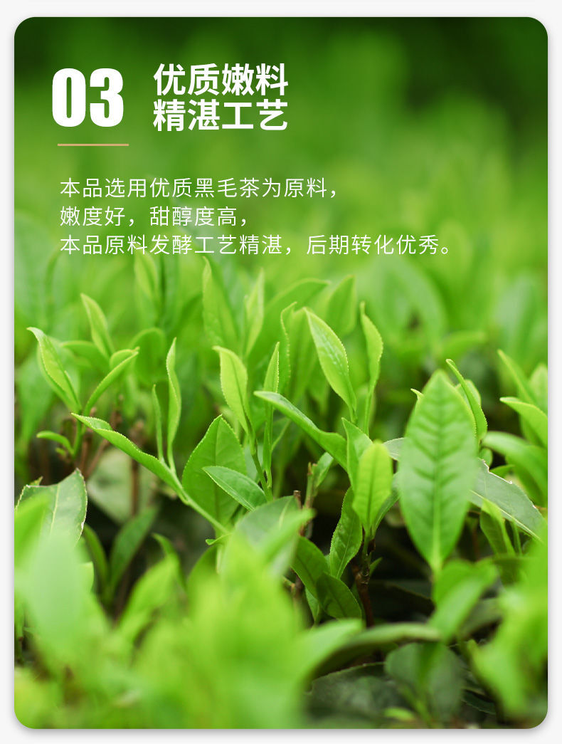 CHINATEA Jinhua MM Hunan Anhua Golden Flowers Fucha Dark Tea Brick Fu Zhuan 360g