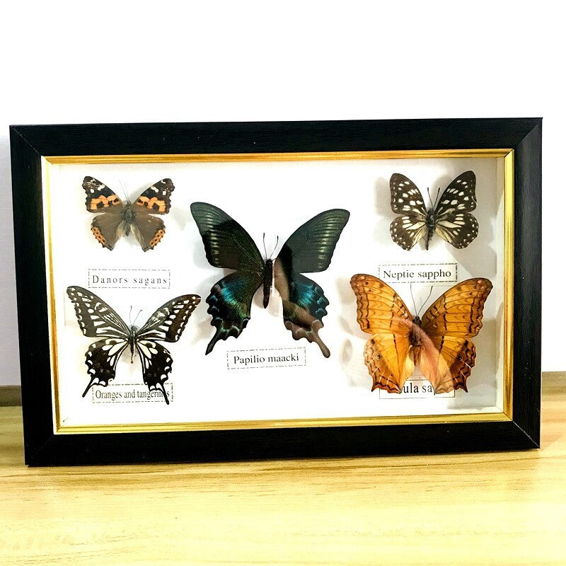 Pretty Butterfly Specimen PhotoFrame Artwork Home Decoration Teaching Collection