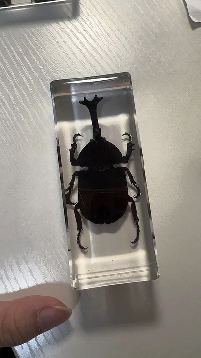 Real Rhinoceros Beetle Resin Specimen 110x43mm Paperweight & Educational Decor