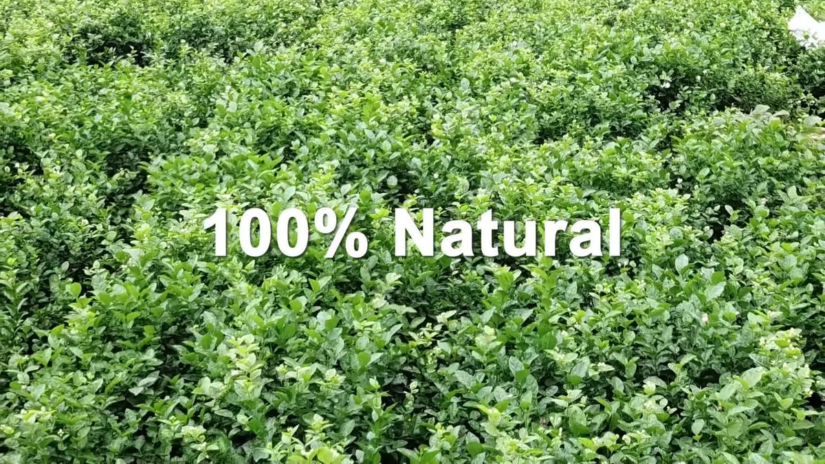 GOARTEA 10Pcs*8g Supreme Jasmine Tea Jasmine Dragon Pearl Tea Jasmine Green Tea-