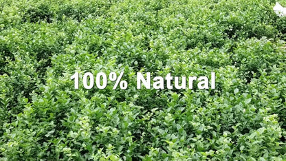 GOARTEA 10Pcs*8g Supreme Jasmine Tea Jasmine Dragon Pearl Tea Jasmine Green Tea-
