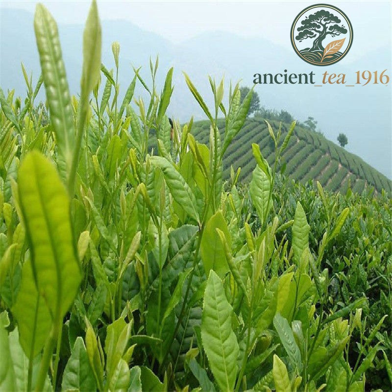 150g Premium Alishan High Mountain Oolong Tea Peach Loose Leaf