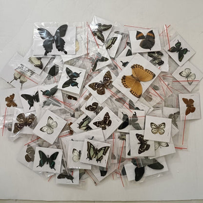 20 Pcs Butterfly Specimens Random Mix Pack Spread Wings Insect Collection