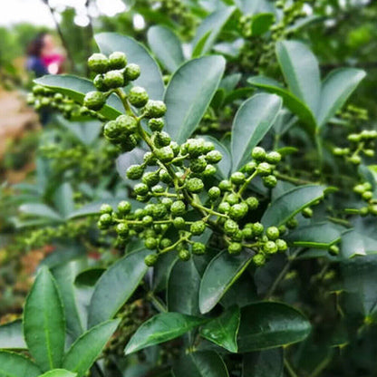 High Quality Dried Green Peppercorns Pepper Spicy Hot Top Sichuan Spices Herbs