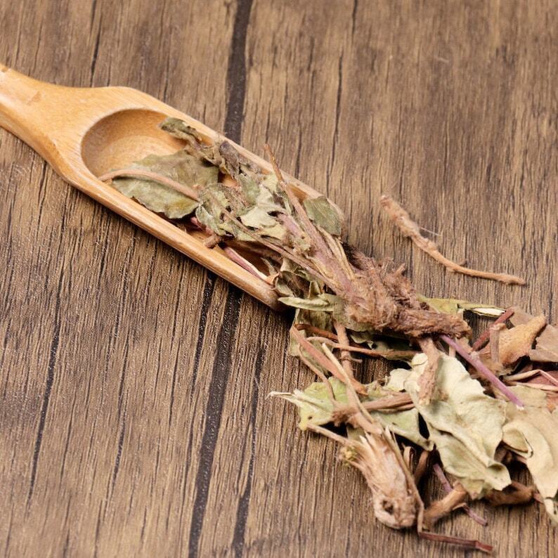 Organic Herbal Ainsliaea Glabra Hemsl. Great Quality