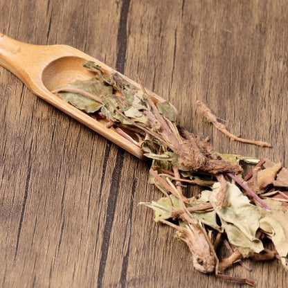 Organic Herbal Ainsliaea Glabra Hemsl. Great Quality