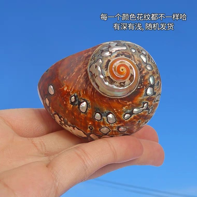 South African Turbo Shell 6‑7cm Natural Conch Aquarium Decor Craft Ornament