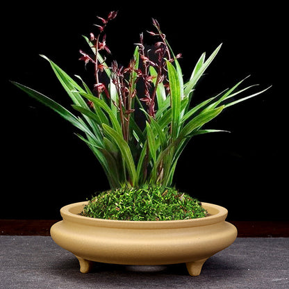 6" Zisha Flower Pot Desktop Round Bonsai Pot Succulent Calamus Pot For Tea Tray