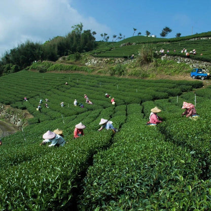 Taiwan unique Oolong tea,Chin-Shin-Oolong,Alishan Shiqiaov Oolong Tea,150g*4