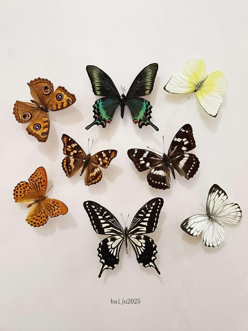 15 Pcs of Real Dried Dead Butterflies with Spread Wings Shaped, Natural
