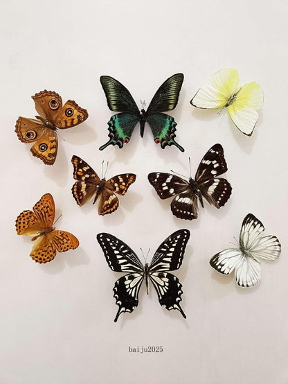 15 Pcs of Real Dried Dead Butterflies with Spread Wings Shaped, Natural