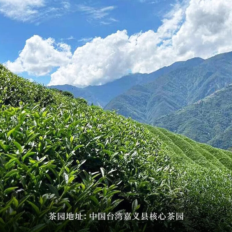 Taiwan Milk Oolong green tea organic Jinxuan Alishan High Mountain Oolong Tea
