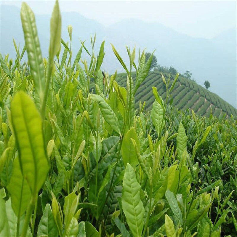 Alishan High Mountain Tea Peach Tea Organic Flavor Oolong Wulong Green Tea 250g