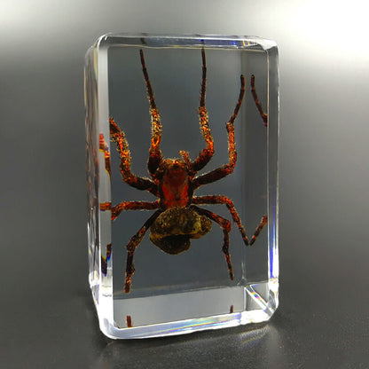 4pcs New Real in Resin Insects in Resin Spiders Specimen Collection