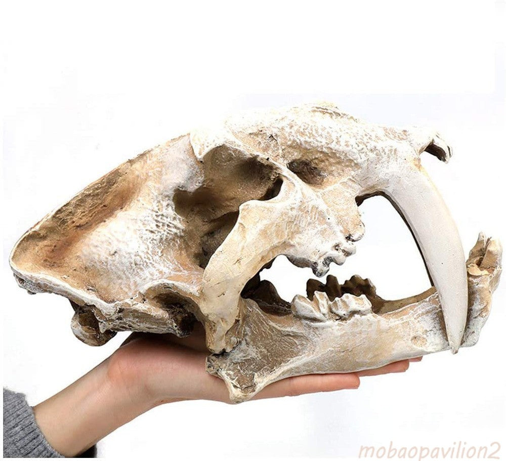 New Resin Skull Model Saber-toothed Tiger Replica Imitation Skeleton Decor