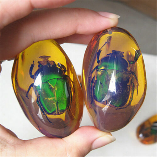 5 Pcs/lot Beautiful Amber Beetle Fossil Insects Manual Polishing Randomly Send.