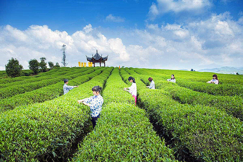 2010 Aged Sheng Pu Erh Tea Yunnan Raw Pu Erh Tea Cake 357g