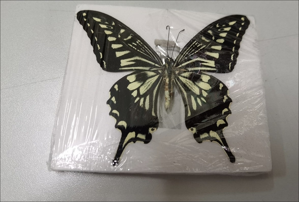 10pcs Citrus Swallowtail Butterfly Specimens 7-10cm Wingspan