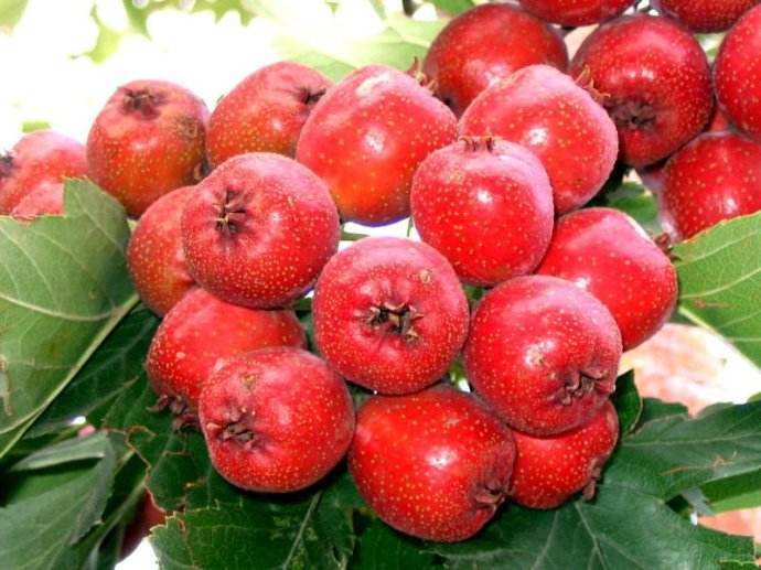 100% Pure Herbs Tea Health Care High Quality Hawthorn Berry Extract Powder 250g