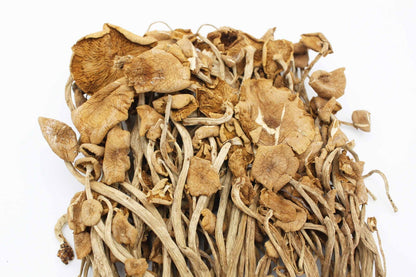 Dried Dehydrated velvet pioppini Cyclocybe aegerita poplar fieldcap mushroom 茶樹菇