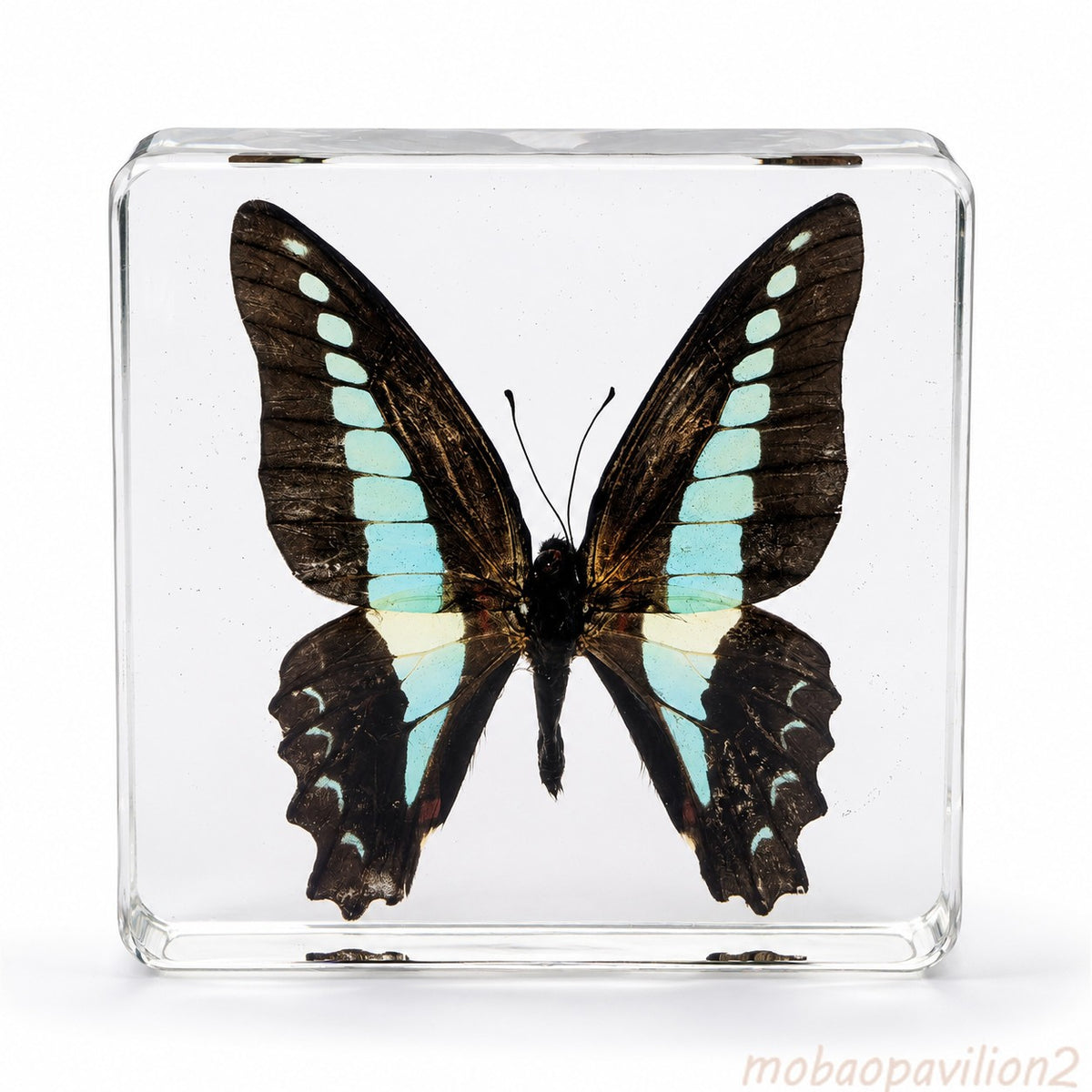 Real Common Bluebottle Butterfly Specimen Resin Block Insect STEM Education