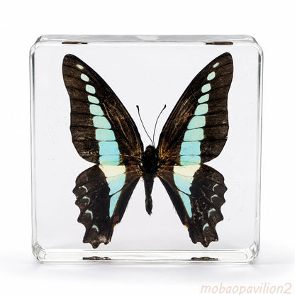 Real Common Bluebottle Butterfly Specimen Resin Block Insect STEM Education