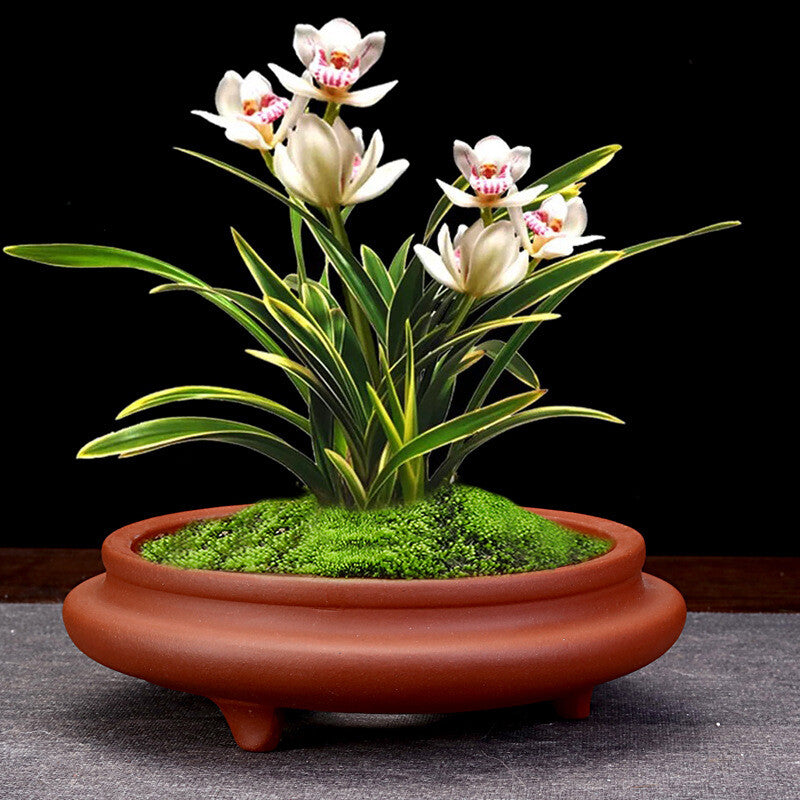 6" Zisha Flower Pot Desktop Round Bonsai Pot Succulent Calamus Pot For Tea Tray