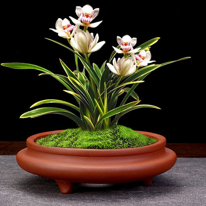 6" Zisha Flower Pot Desktop Round Bonsai Pot Succulent Calamus Pot For Tea Tray