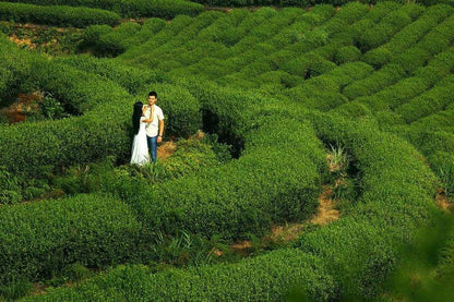 AAAAA 50g Factory Direct Tieguanyin Tea Oolong Tea Anxi Tie Guan Yin Green Tea