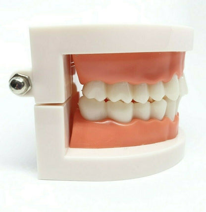 Adult Dental Standard Educational Supplies Typodont Demonstration Teeth Model