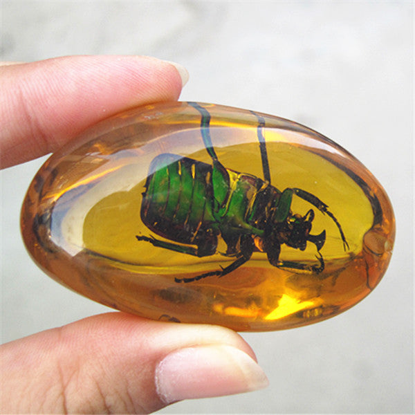 Beautiful Amber beetle Fossil Insects Manual Polishing .