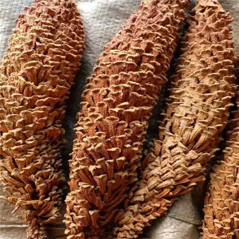 Dried Cycas Revoluta, Sago Palm Flower, Fruticose Dracaena Flower, Tie Shu Hua
