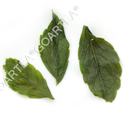 GOARTEA Supreme 7 Leaf Jiaogulan Tea Gynostemma Pentaphyllum Herbal Tea Tea-