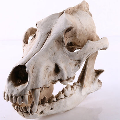 Realistic Wolf Skull Model Resin Skeleton Sculpture Halloween Decor Gift