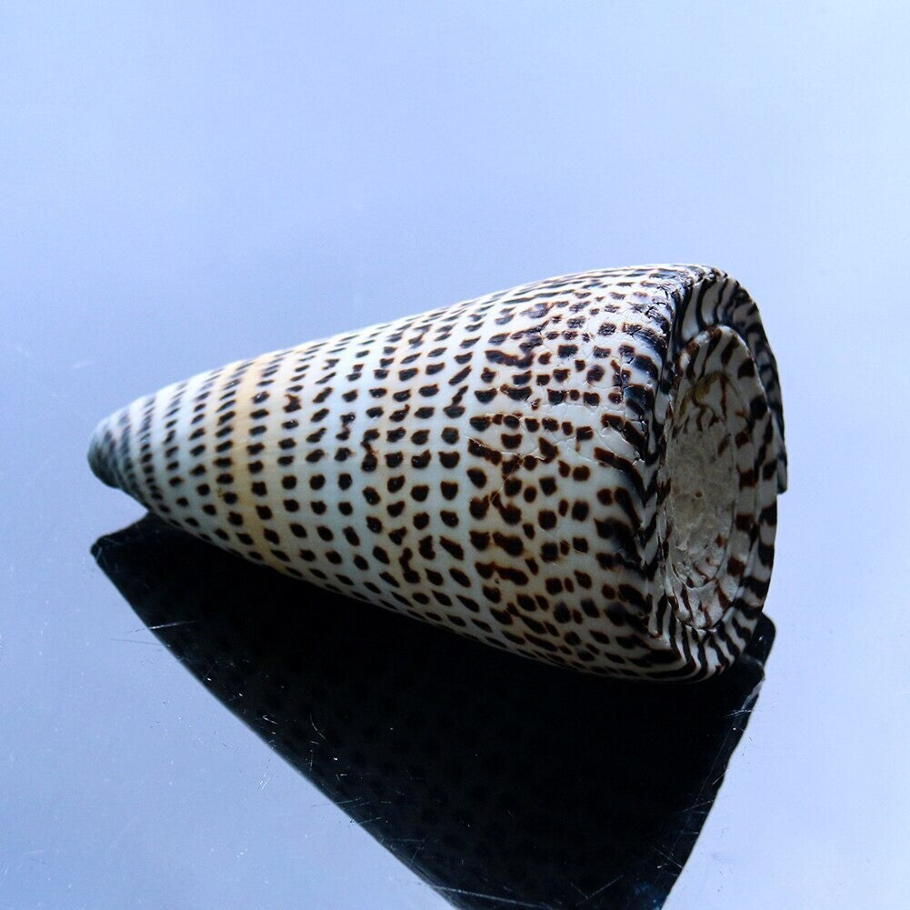 4.7" Natural Beach Sea Shell Seashell Specimen Black Corn Conch Home Ornaments